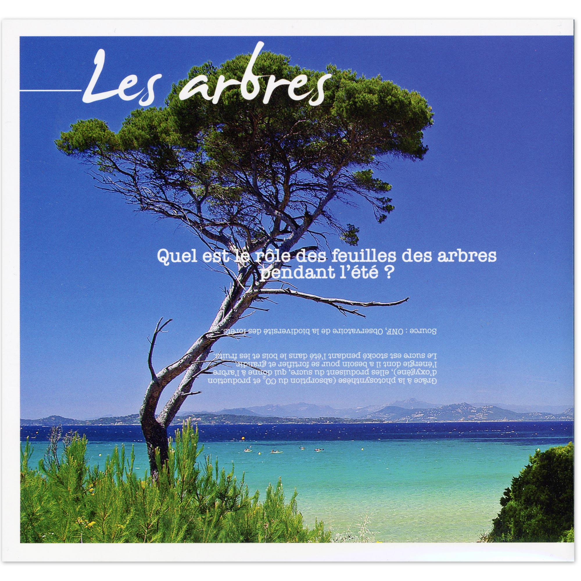 FEUILLET COLLECTOR N°COL518 "LES ARBRES D'ÉTÉ" TIMBRES FRANCE ANNÉE 2023